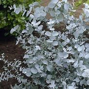White Eucalyptus