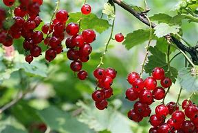 Red Currant