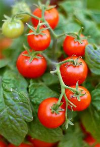 Tomato leaf