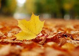 Fallen Leaves