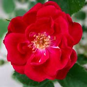 Wild Rose