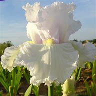 Cotton and Iris