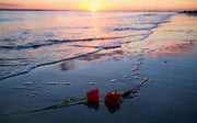 Ocean Rose