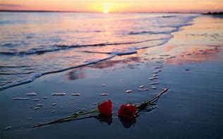Ocean Rose