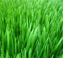 Fresh Cut Grass
