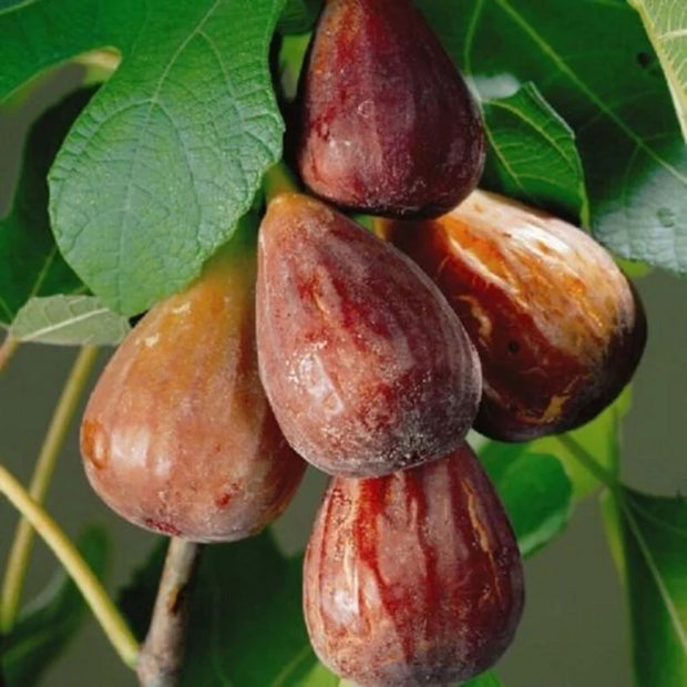 Fig Tree