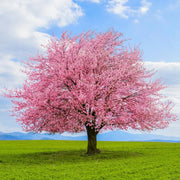 Japanese Cherry Blossom