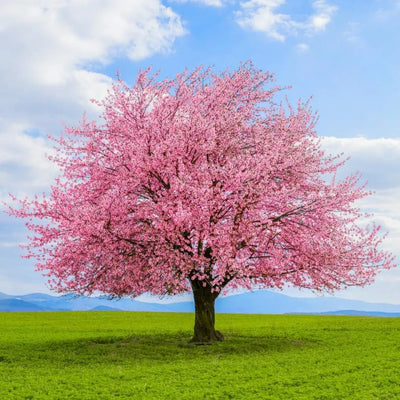 Japanese Cherry Blossom