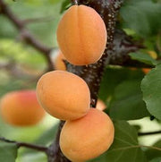 Apricot Grove