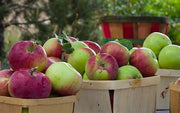 Apple Harvest
